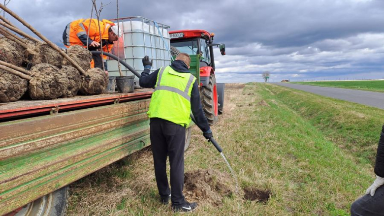 50 nowych drzew posadzonych