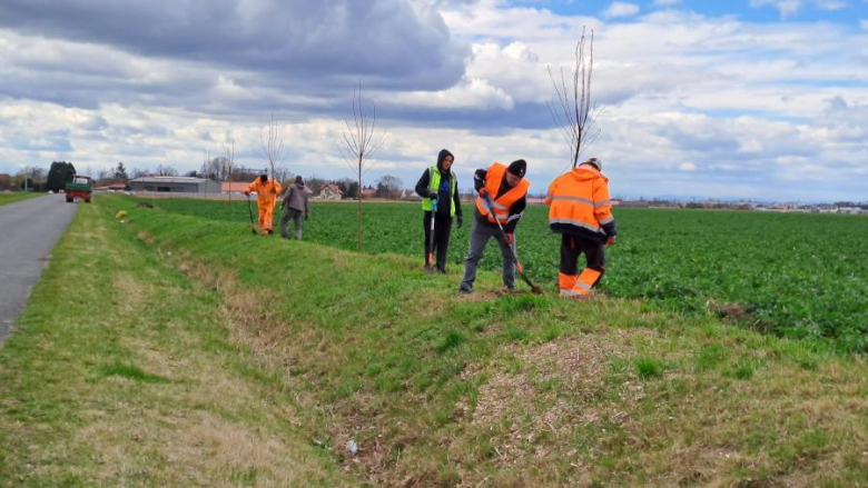 50 nowych drzew posadzonych