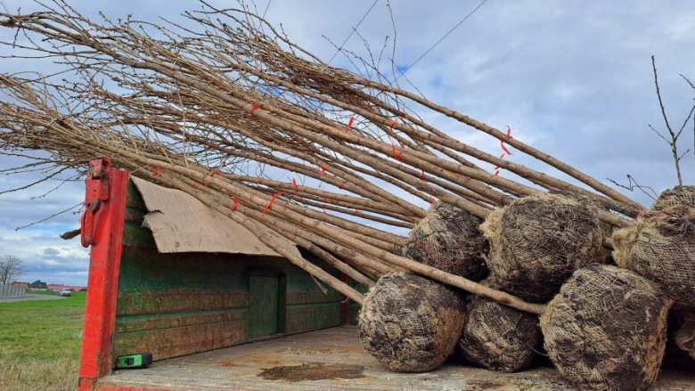 50 nowych drzew posadzonych