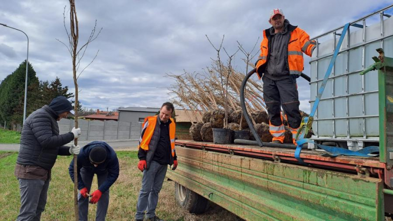 50 nowych drzew posadzonych