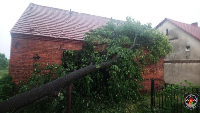 Powalone drzewo w Miękini