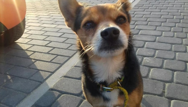 Piesek błąka się po dwóch miejscowościach