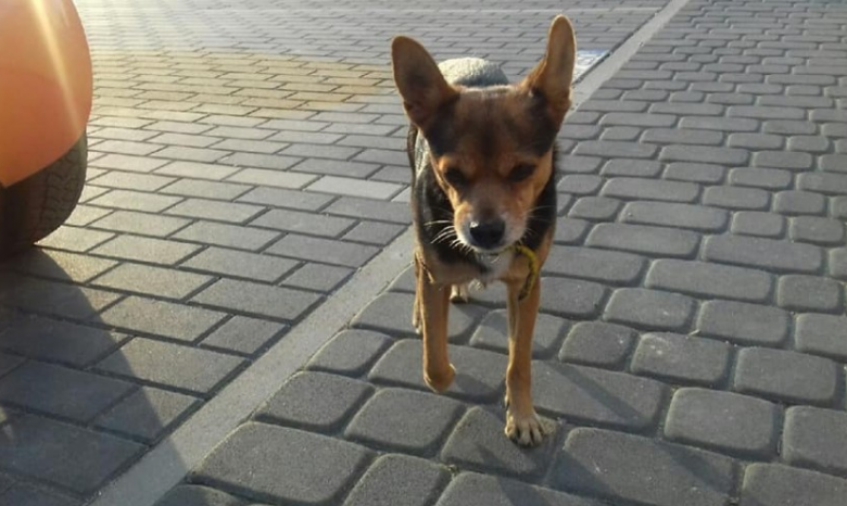 Piesek błąka się po dwóch miejscowościach