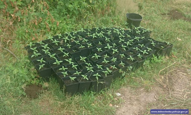 Odkryta plantacja marihuany