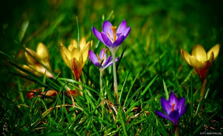 Fotografia Henryk Wajda