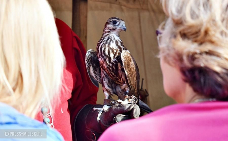 Turniej rycerski w Wojnowicach