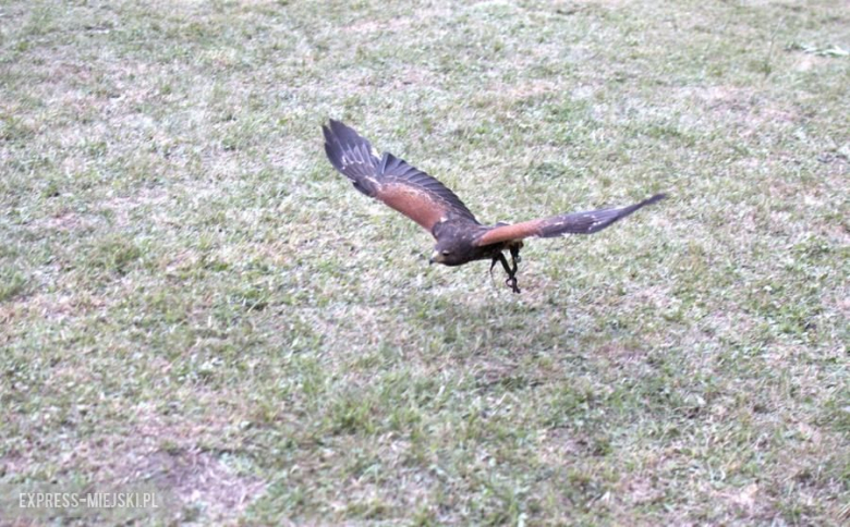 Turniej rycerski w Wojnowicach