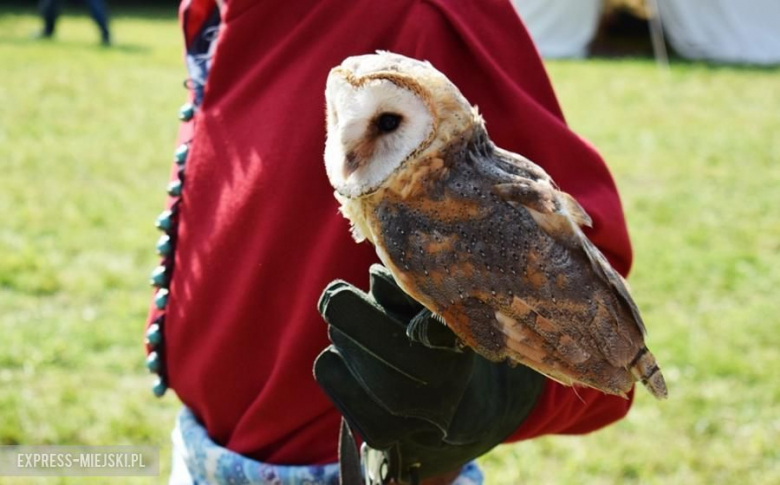 Turniej rycerski w Wojnowicach