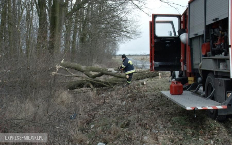 Powalone drzewo koło Karczyc