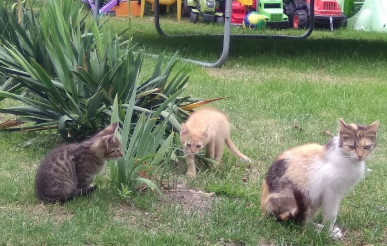 Koty szukają nowego domu