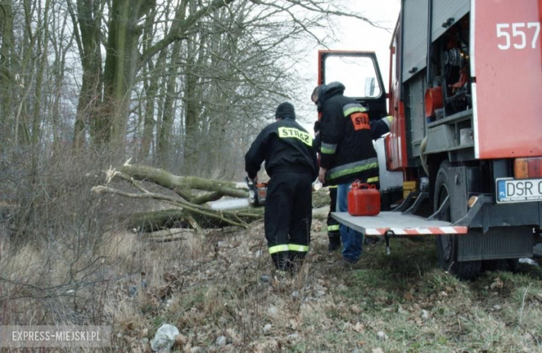 Powalone drzewo koło Karczyc
