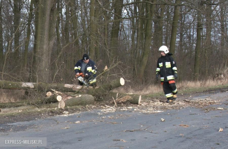 Powalone drzewo koło Karczyc