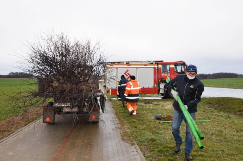 Nowe nasadzenia pomiędzy Środą Śląską a Ciechowem