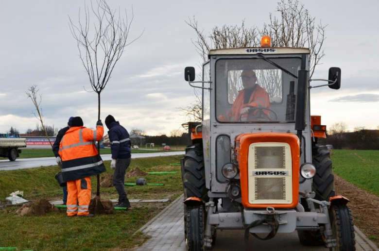 Nowe nasadzenia pomiędzy Środą Śląską a Ciechowem