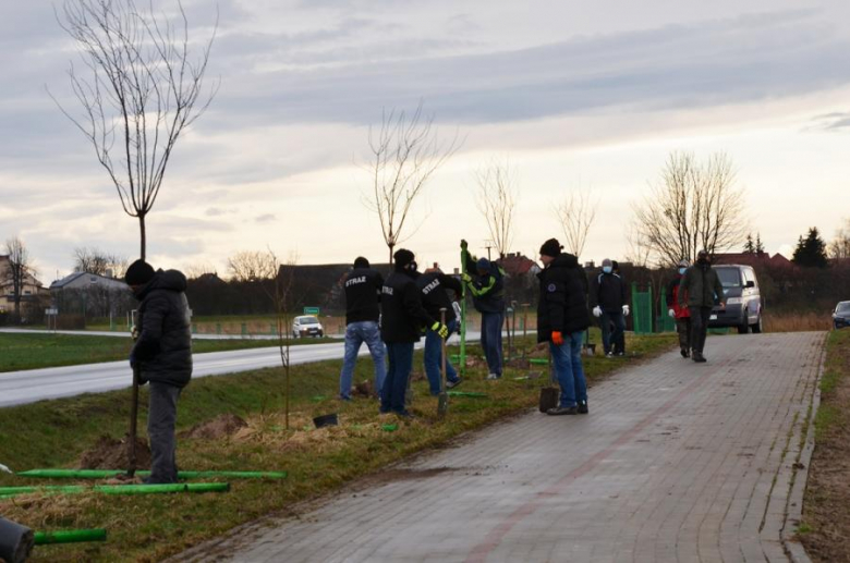Nowe nasadzenia pomiędzy Środą Śląską a Ciechowem