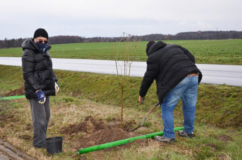 Nowe nasadzenia pomiędzy Środą Śląską a Ciechowem