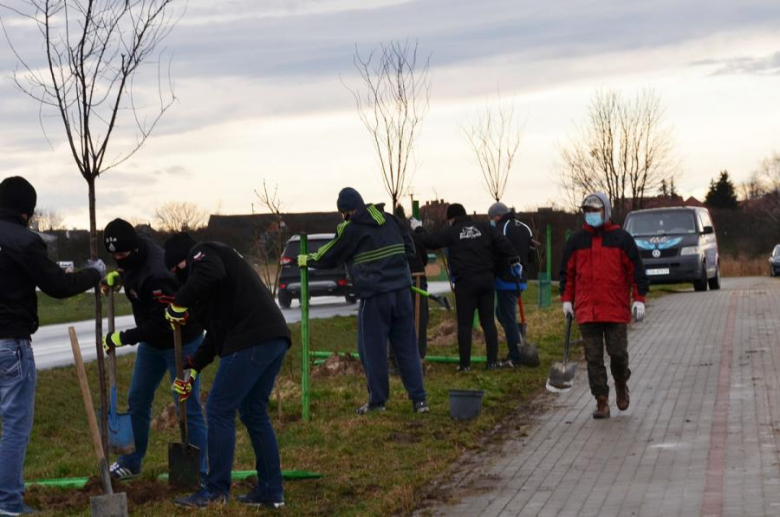 Nowe nasadzenia pomiędzy Środą Śląską a Ciechowem