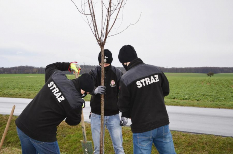 Nowe nasadzenia pomiędzy Środą Śląską a Ciechowem