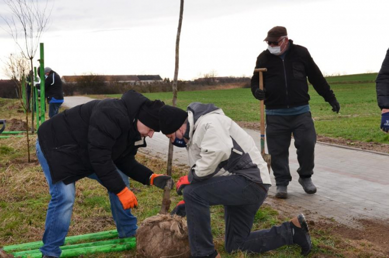 Nowe nasadzenia pomiędzy Środą Śląską a Ciechowem