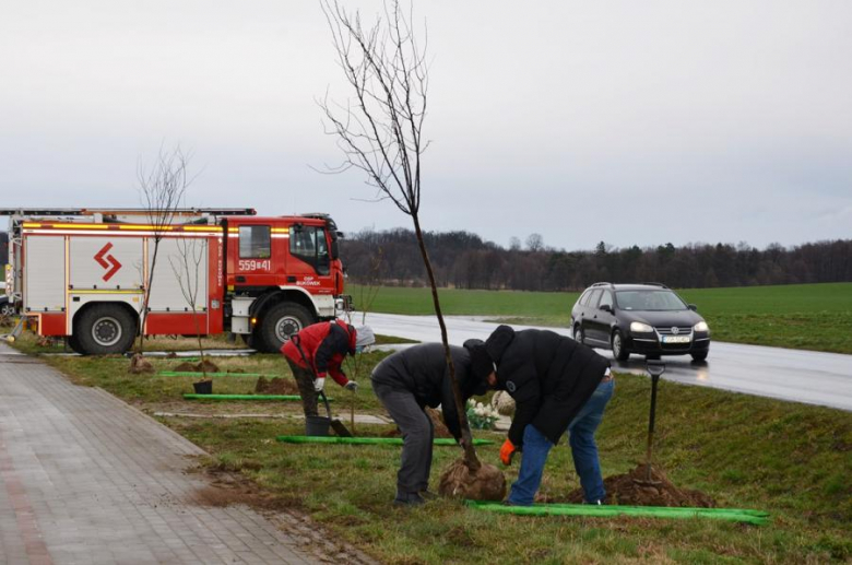 Nowe nasadzenia pomiędzy Środą Śląską a Ciechowem