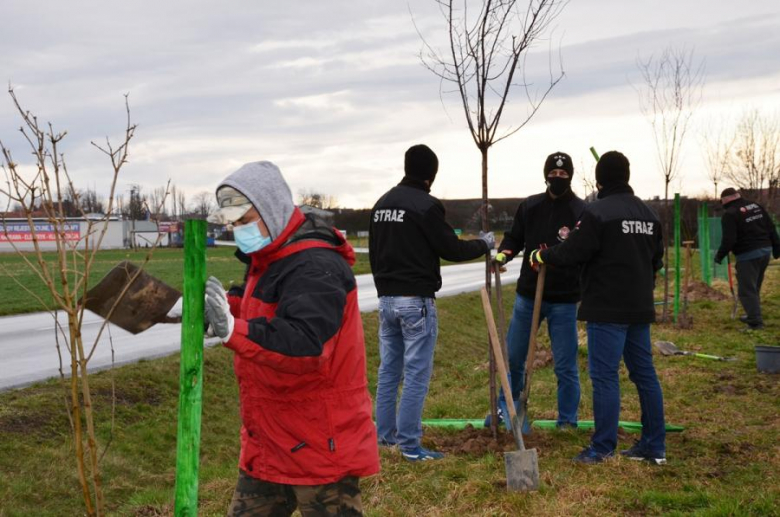 Nowe nasadzenia pomiędzy Środą Śląską a Ciechowem