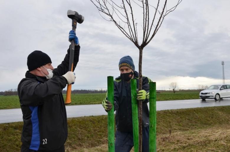 Nowe nasadzenia pomiędzy Środą Śląską a Ciechowem