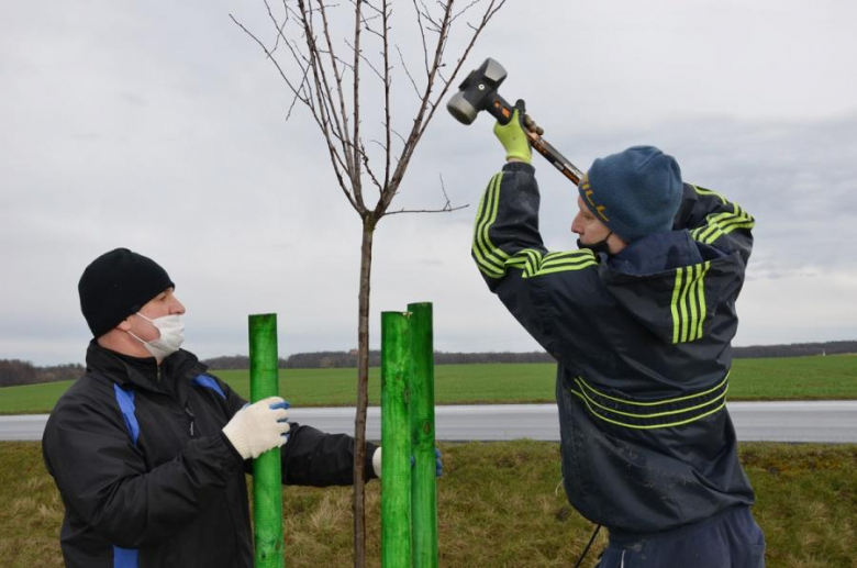 Nowe nasadzenia pomiędzy Środą Śląską a Ciechowem