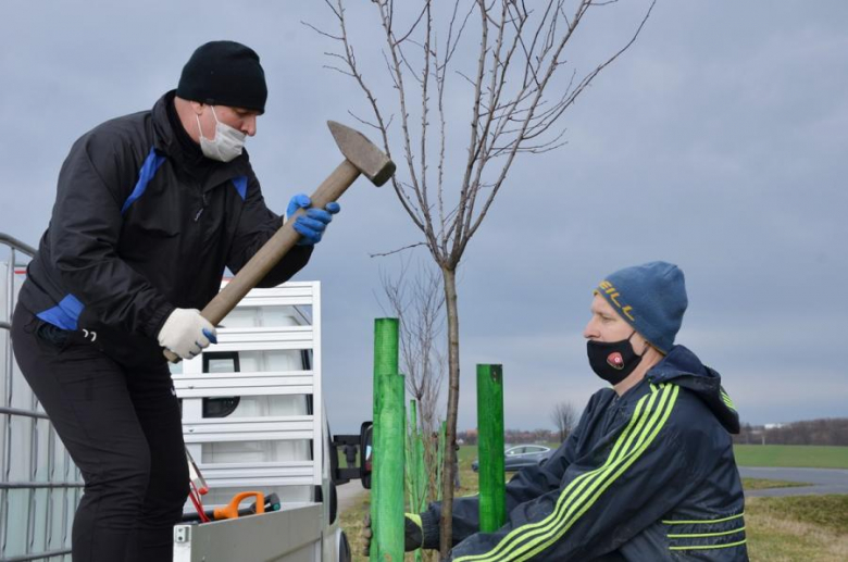 Nowe nasadzenia pomiędzy Środą Śląską a Ciechowem