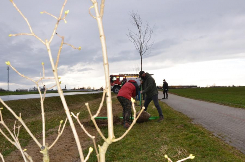 Nowe nasadzenia pomiędzy Środą Śląską a Ciechowem