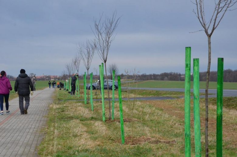 Nowe nasadzenia pomiędzy Środą Śląską a Ciechowem
