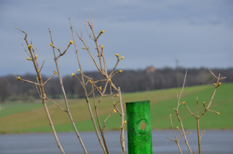 Nowe nasadzenia pomiędzy Środą Śląską a Ciechowem