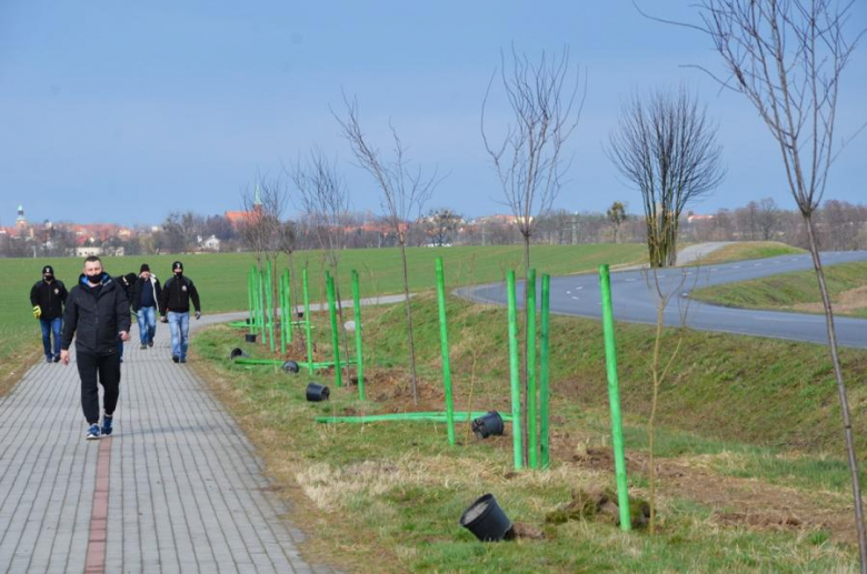 Nowe nasadzenia pomiędzy Środą Śląską a Ciechowem