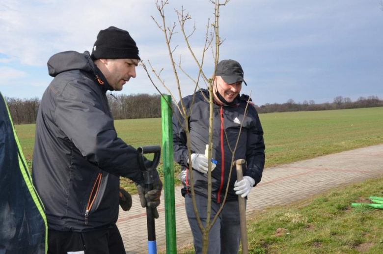 Nowe nasadzenia pomiędzy Środą Śląską a Ciechowem
