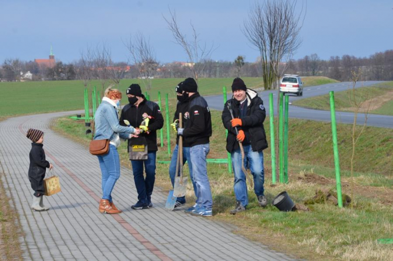 Nowe nasadzenia pomiędzy Środą Śląską a Ciechowem