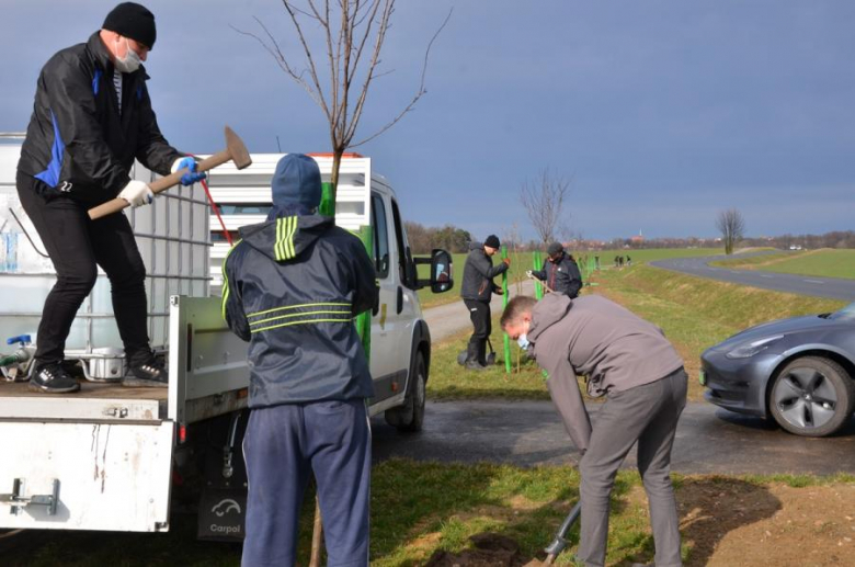 Nowe nasadzenia pomiędzy Środą Śląską a Ciechowem
