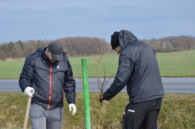 Nowe nasadzenia pomiędzy Środą Śląską a Ciechowem