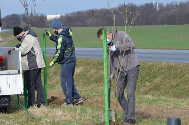Nowe nasadzenia pomiędzy Środą Śląską a Ciechowem