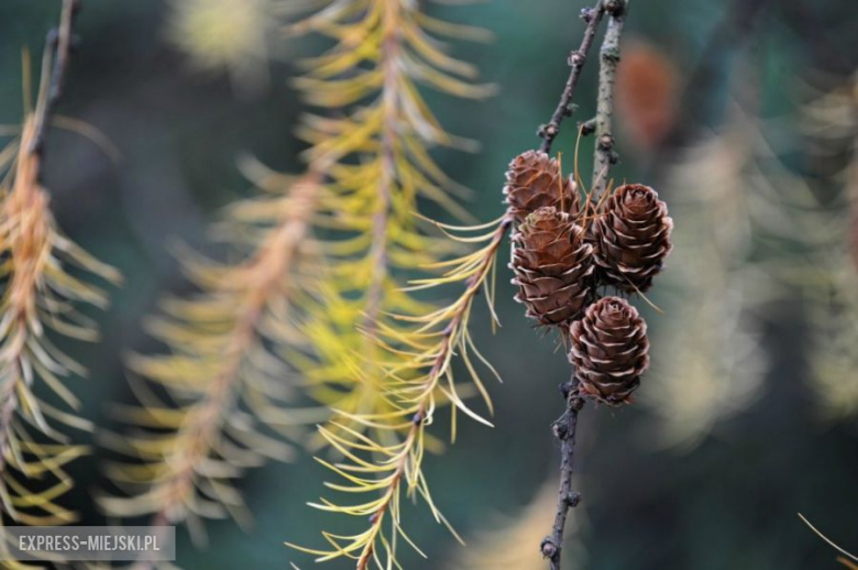 Cieszyńska Barbórka 2013