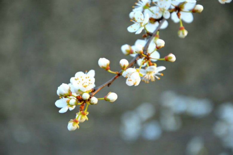 Z albumu "Kwiaty we włosach potargał wiatr"