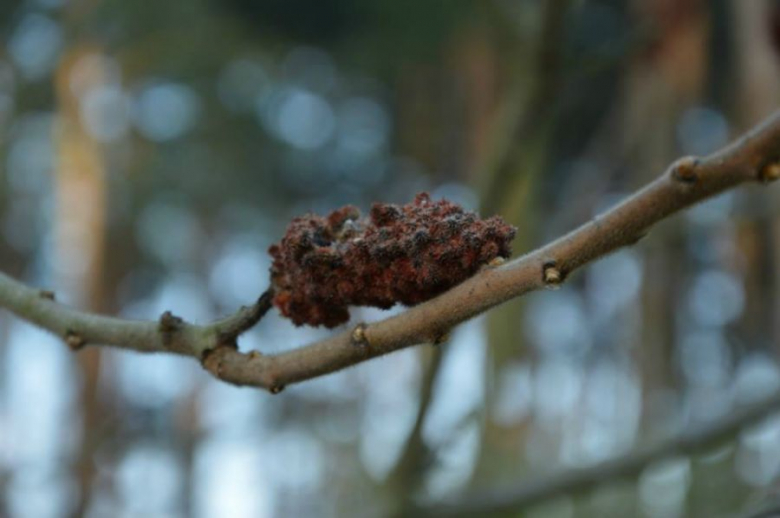 Z albumu "Kwiaty we włosach potargał wiatr"
