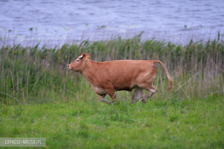 LOTOS 71 Rajd Polski