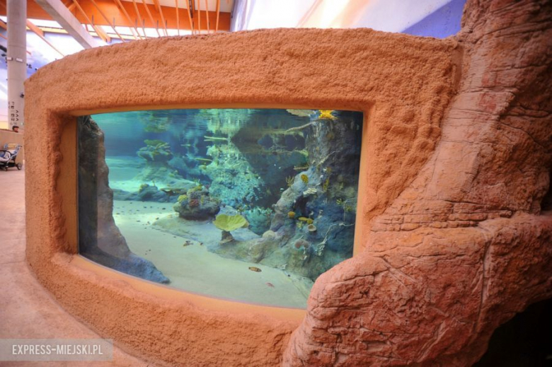 Wrocławianie testowali Afrykarium