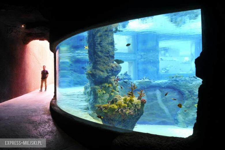 Wrocławianie testowali Afrykarium