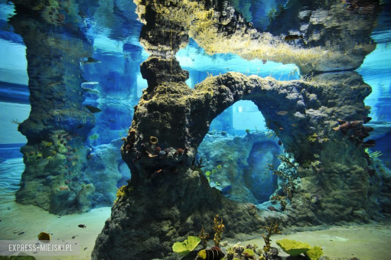 Wrocławianie testowali Afrykarium