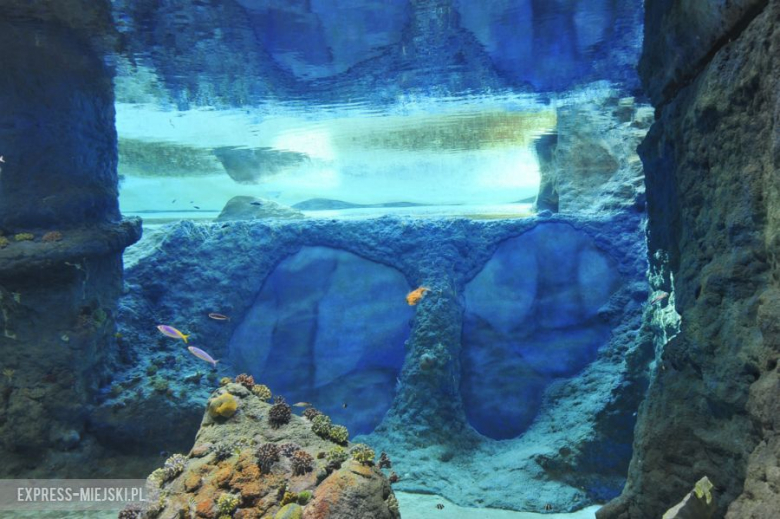 Wrocławianie testowali Afrykarium