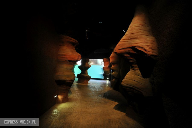 Wrocławianie testowali Afrykarium