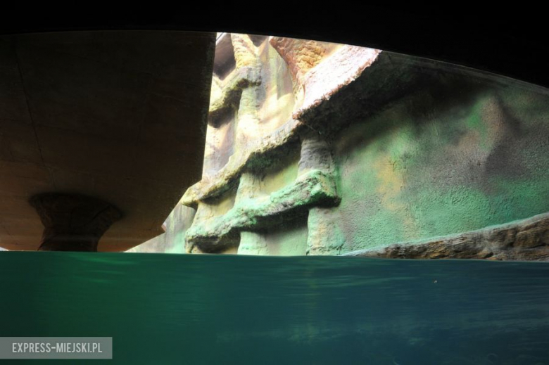 Wrocławianie testowali Afrykarium