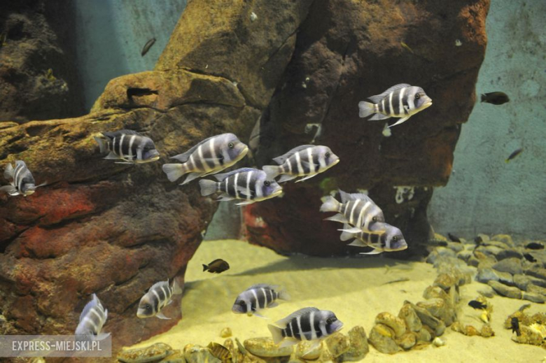 Wrocławianie testowali Afrykarium