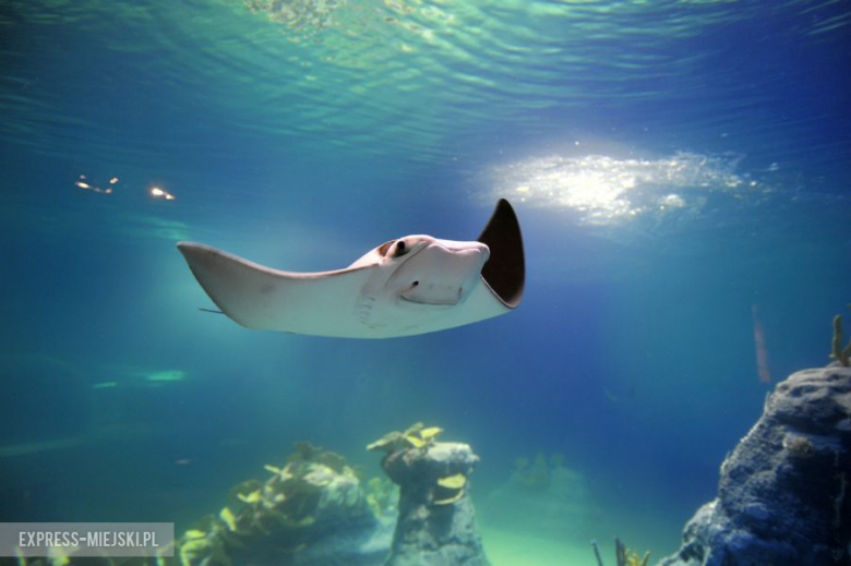 Wrocławianie testowali Afrykarium