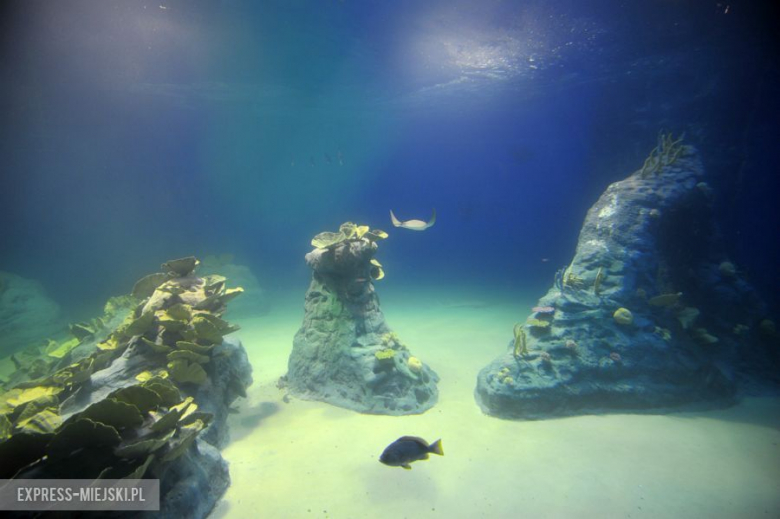 Wrocławianie testowali Afrykarium